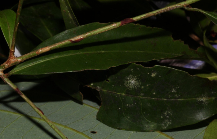 Fig.2 Caracteristica forma de estípulas. <i>Erythroxylum macrophyllum</i>, Estación Pitilla, Area de Conservación Guanacaste, Noviembre 2019
