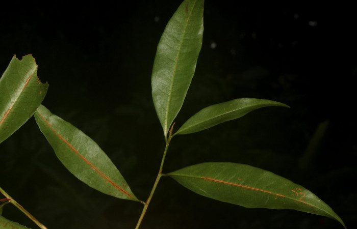 Fig.3 Posición de hojas.<i>Erythroxylum macrophyllum</i>, Estación Pitilla, Area de Conservación Guanacaste, Noviembre 2019.