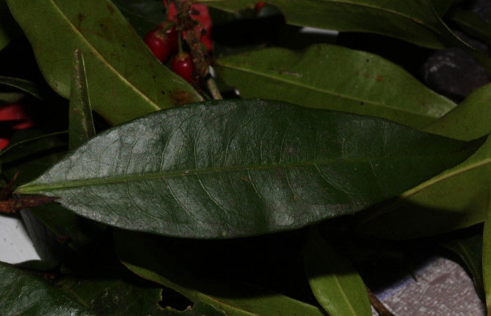 Fig.4 Hojas haz de <i>Erythroxylum macrophyllum</i>, Estación Pitilla, Area de Conservación Guanacaste, Noviembre 2019.
