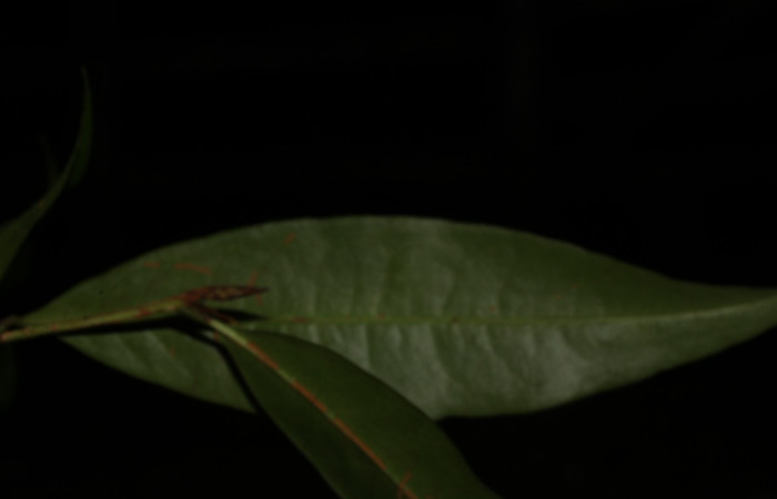 Fig.5 Hojas envés de <i>Erythroxylum macrophyllum</i>, Estación Pitilla, Area de Conservación Guanacaste, Noviembre 2019.
