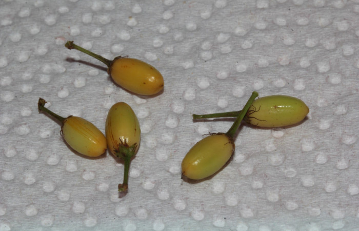 Fig.6 Frutos  inmaduros de <i>Erythroxylum macrophyllum</i>, Estación Pitilla, Area de Conservación Guanacaste, Noviembre 2019.