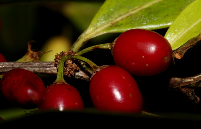 Fig.9  Posición de frutos de <i>Erythroxylum macrophyllum</i>, Estación Pitilla, Area de Conservación Guanacaste, Noviembre 2019