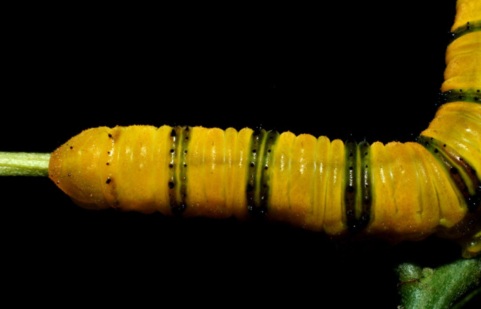 Fig.4. Vista dorsal trasera de <i>Phoebis marcellina</i> (Pieridae). En último estadio, a punto de su transformación.Voucher: 09-SRNP-36821-DHJ468284.JPG