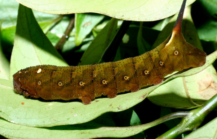 Fig. 20. Larva U estadío <i>Xylophanes rhodina</i>, posición lateral. Area de Conservación Guanacaste, Sector Cacao, Sendero Cima, elevación 1460 m.s.n.m.  (09-SRNP-36098-DHJ455997.jpg).