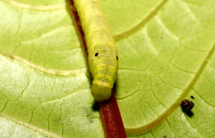 Fig. 8. Larva PPU estadío <i>Xylophanes godmani</i>, posición frontal. Area de Conservación Guanacaste, Sector Cacao, Sendero Derrumbe, elevación 1220 m.s.n.m.  (10-SRNP-35225-DHJ472459.jpg).
