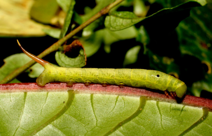 Fig. 6. Larva PPU estadío <i>Xylophanes godmani</i>, posición lateral. Area de Conservación Guanacaste, Sector Cacao, Sendero Derrumbe, elevación 1220 m.s.n.m.  (10-SRNP-35225-DHJ472460.jpg).
