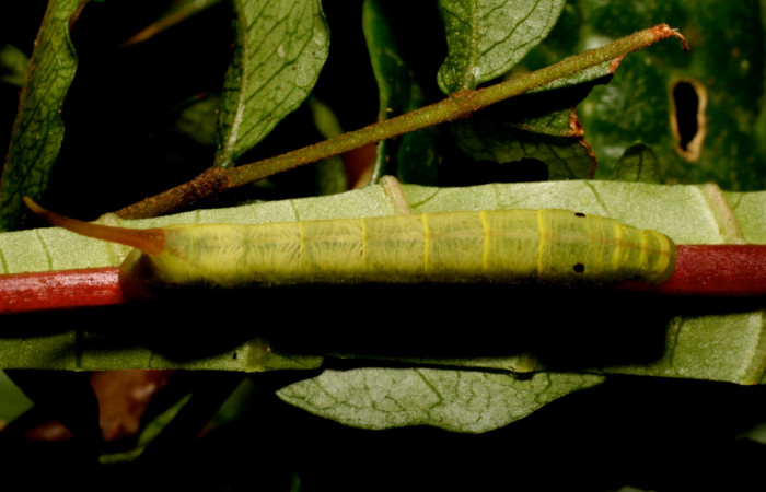 Fig. 7. Larva PPU estadío <i>Xylophanes godmani</i>, posición dorsal. Area de Conservación Guanacaste, Sector Cacao, Sendero Derrumbe, elevación 1220 m.s.n.m.  (10-SRNP-35225-DHJ472462.jpg).