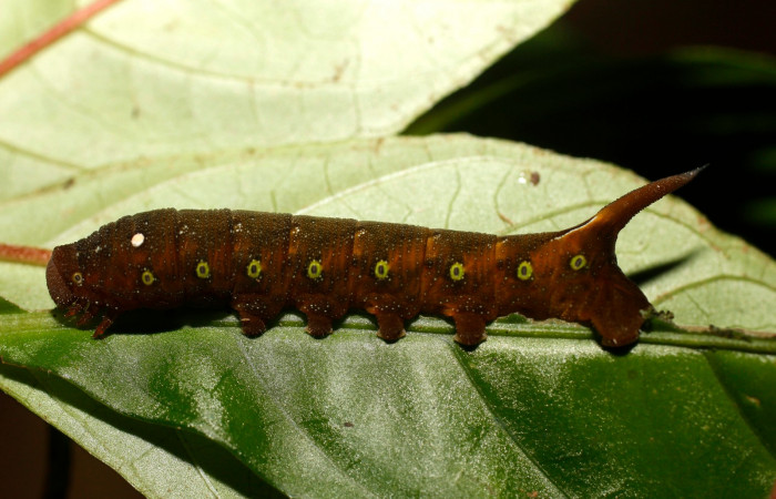 Fig. 19. Larva U estadío <i>Xylophanes godmani</i>, posición lateral. Area de Conservación Guanacaste, Sector Pitilla, Sendero Orosilito, elevación 900 m.s.n.m.  (14-SRNP-30118-DHJ802112.jpg).