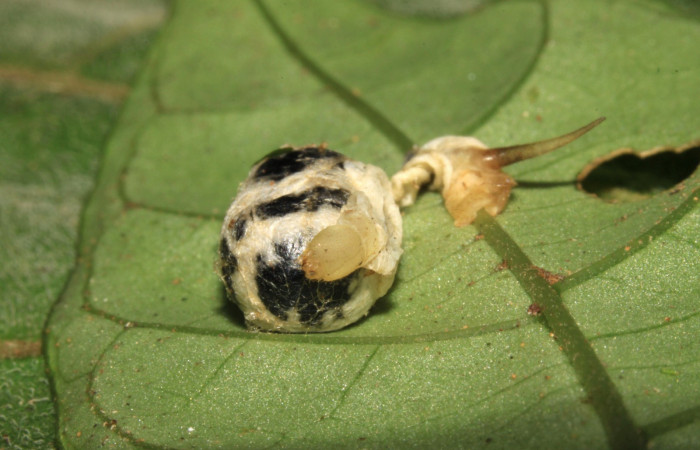 Fig. 24. Capullo de parásito de la familia Ichneumonidae, <i>Cryptophion</i> inaequalipesDHJ01, parásito de larva <i>Xylophanes godmani</i>. Area de Conservación Guanacaste, Sector Pitilla, Sendero Orosilito, elevación 900 m.s.n.m.  (15-SRNP-30357-DHJ721670.jpg).