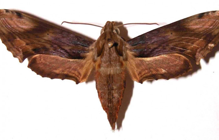 Fig. 2. Adulto <i>Xylophanes godmani</i>, posición dorsal, hembra. Area de Conservación Guanacaste, Sector Cacao, Sendero Derrumbe, elevación 1220 m.s.n.m.  (97-SRNP-523-DHJ35446).