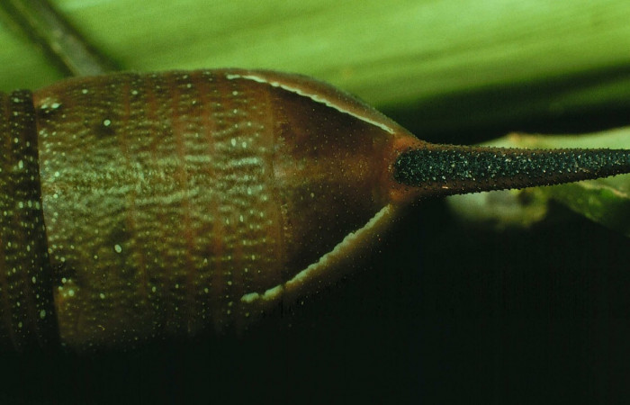 Fig. 14. Larva U estadío <i>Xylophanes godmani</i>, posición lateral. Area de Conservación Guanacaste, Sector Cacao, Sendero Derrumbe, elevación 1220 m.s.n.m.  (97-SRNP-523-DHJ40127.jpg).