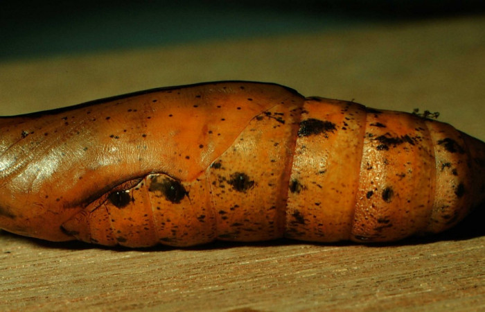 Fig. 16. Pupa <i>Xylophanes godmani</i>, posición lateral. Area de Conservación Guanacaste, Sector Cacao, Sendero Derrumbe, elevación 1220 m.s.n.m.  (97-SRNP-523-DHJ40144.jpg).