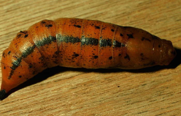 Fig. 17. Pupa <i>Xylophanes godmani</i>, posición dorsal. Area de Conservación Guanacaste, Sector Cacao, Sendero Derrumbe, elevación 1220 m.s.n.m.  (97-SRNP-523-DHJ40145.jpg).