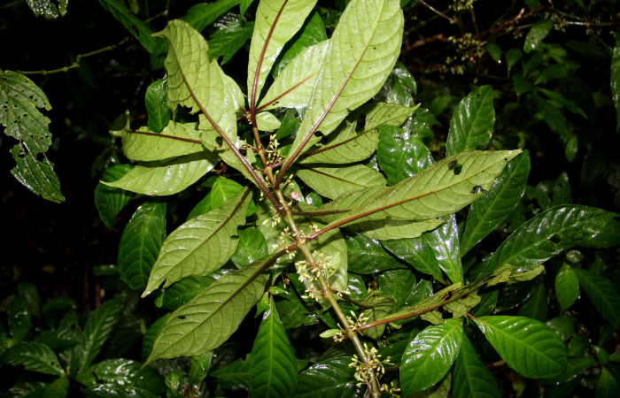 Fig. 27. Planta que come <i>Xylophanes godmani</i>, Familia,Rubiaceae, <i>Hoffmannia longipetiolata</i>, posición envés. Area de Conservación Guanacaste, Sector Cacao, Sendero Derrumbe, elevación 1220 m.s.n.m. (Foto Harry.Ramirez Enero. 2020).