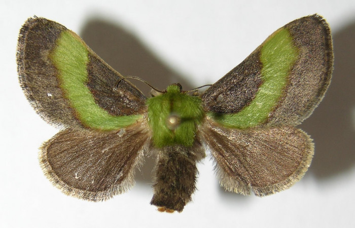 Fig. 1. Adulto de <i>Parasa viridogrisea</i>. Area de Conservación Guanacaste, Sector San Cristóbal, Puente Palma elevación 460mt. (06-SRNP-55-DHJ344438).