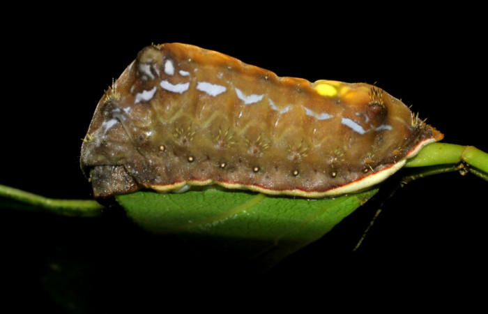 Fig. 8. Larva en último estadio de <i>Parasa viridogrisea</i>. Area de Conservación Guanacaste, Sector Mundo Nuevo, Vado Miramonte elevación 350mt. (07-SRNP-58382-DHJ428733.jpg).