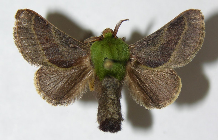 Fig. 4. Adulto macho de <i>Parasa viridogrisea</i>. Area de Conservación Guanacaste, Sector Cacao, Sendero Ponderosa elevación 1060mt. (08-SRNP-36181-DHJ500754). Posición dorsal.