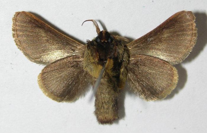 Fig. 5. Adulto macho de <i>Parasa viridogrisea</i>. Area de Conservación Guanacaste, Sector Cacao, Sendero Ponderosa elevación 1060mt. (08-SRNP-36181-DHJ500755). Posición ventral.