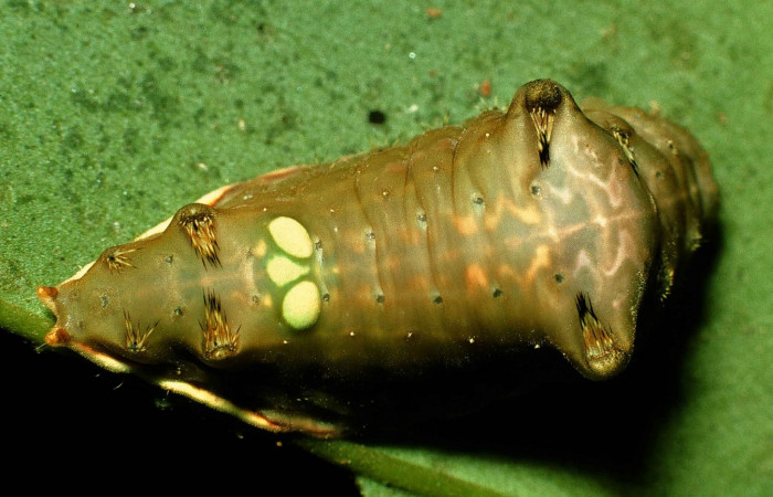 Fig. 10.  Larva en último estadio de <i>Parasa viridogrisea</i>. Area de Conservación Guanacaste, Sector San Cristóbal, Sendero Vivero elevación 730mt. (98-SRNP-6192-DHJ45768.jpg).