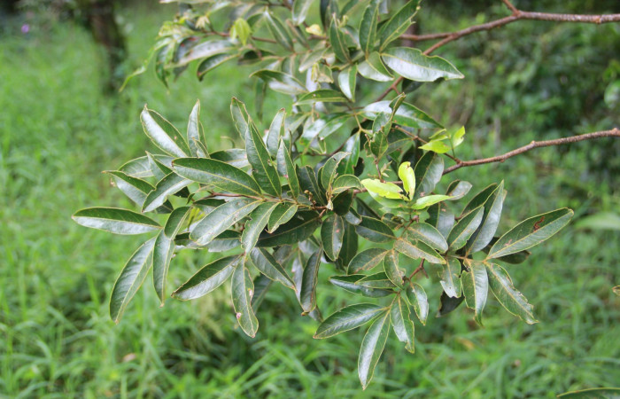 Fig. 13. Area de Conservación Guanacaste, Sector Cacao, Estación Gongora, elevación 570mt, planta hospedera de <i>Parasa viridogrisea</i>, <i>Inga punctata</i> de la familia Fabaceae.
 (foto 33.JMP 10/18/2019 .jpg).