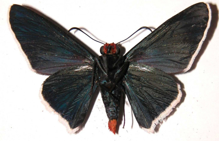 Figura 8. Adulto de <i>Microceris scylla</i> (Hesperiidae), hembra vista ventral, localidad Vado Descanso Sector Santa Elena ACG (70m). Voucher: 03-SRNP-232-DHJ36585.jpg.