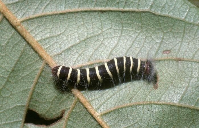 Figura 4. Larva <i>Microceris scylla</i> (Hesperiidae), penúltimo estadío (PU) vista dorsal, localidad Colocho Sector Pitilla ACG (375m). Voucher: 04-SRNP-33769-DHJ86598.jpg.