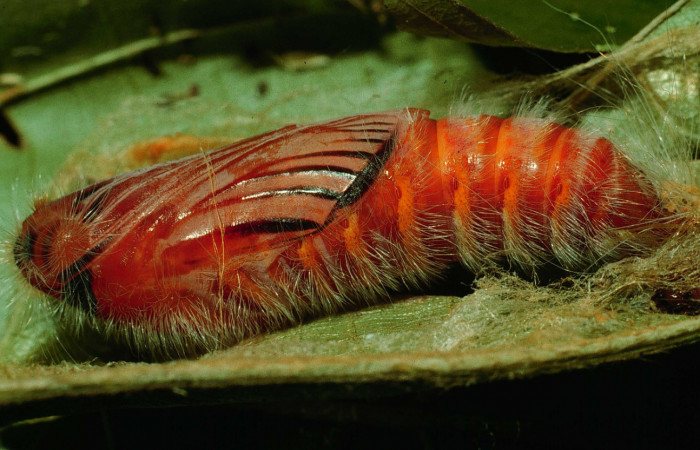 Figura 6. Pupa de <i>Microceris scylla</i> (Hesperiidae), vista lateral, localidad Bosque Húmedo Sector Santa Rosa ACG (290m). Voucher: 94-SRNP-192-DHJ26565.jpg.