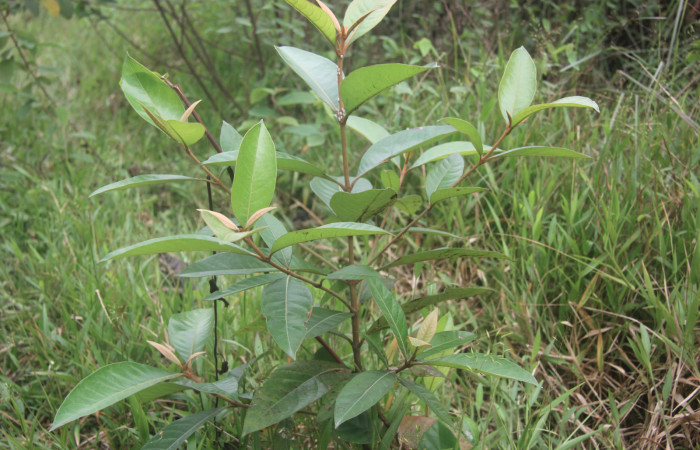 Figura 13. Planta hospedera de <i>Microceris scylla</i> (Hesperiidae), esta planta se llama <i>Byrsonima crassifolia</i> (Malpighiaceae), localidad Bullas Estación Quica Sector Pitilla ACG (440m).