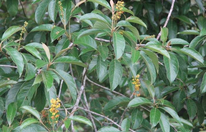 Figura 14. Planta hospedera de <i>Microceris scylla</i> (Hesperiidae), esta planta se llama <i>Byrsonima crassifolia</i> (Malpighiaceae), vista flores y frutos verdes, localidad Bullas Estación Quica Sector Pitilla ACG(440m).