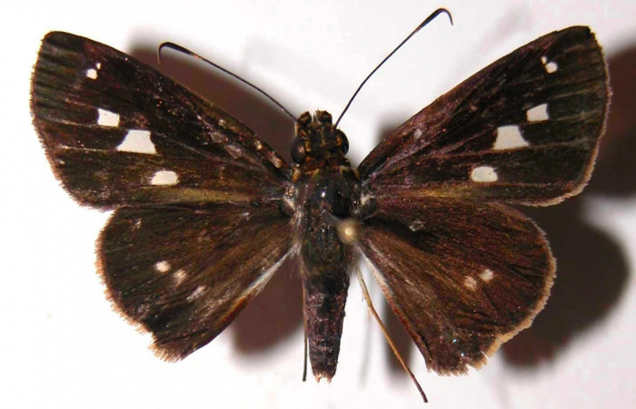 Fig.1. Adulto de <i>Justinia norda</i>. Vista dorsal. Voucher :03-SRNP-5581-DHJ36708.jpg.