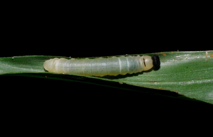 Fig.10. Larva de <i>Justinia norda</i>. 15mm  de longitud. Voucher : 05-SRNP-70531-DHJ420729.jpg.