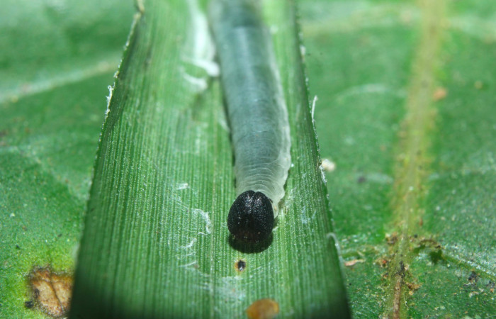 Fig.11. Larva de <i>Justinia norda</i>. Mostrando cabeza de frente. 11mm  de longitud, en tercer estadio. Voucher : 16-SRNP-70603-DHJ732787.jpg.