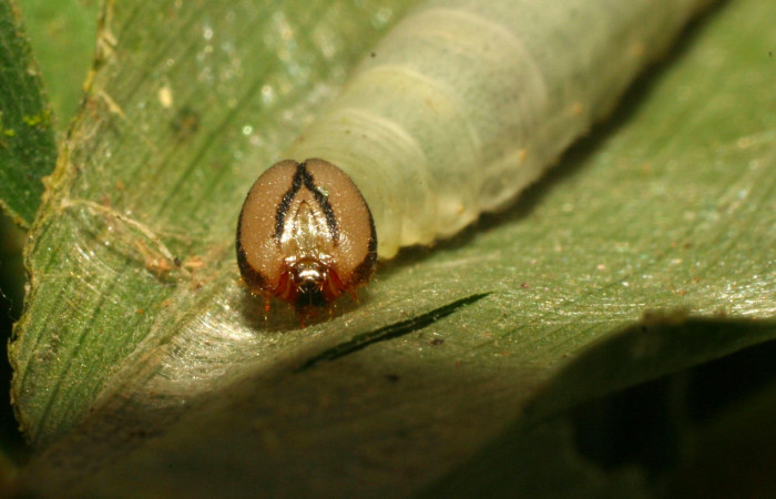 Fig.12. Larva de <i>Justinia norda</i>. Mostrando cabeza de frente. 24mm  de longitud, último estadio. Voucher : 11-SRNP-33298-DHJ484737.jpg.