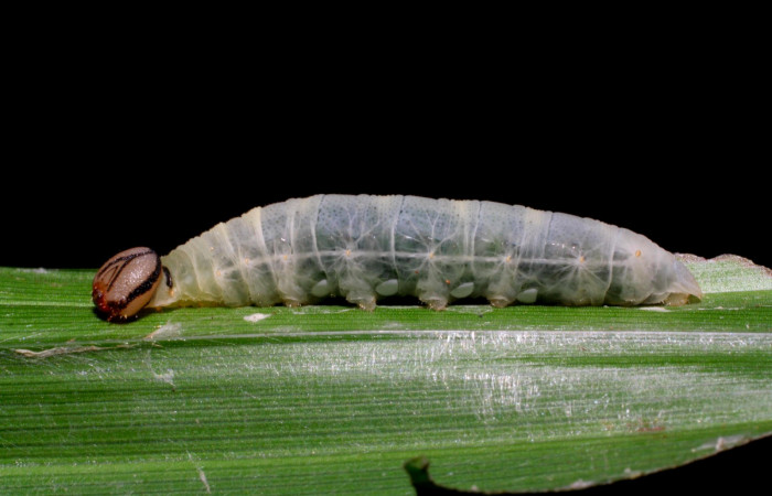 Fig.13. Larva de <i>Justinia norda</i>. 23mm de longitud. Voucher : 06-SRNP-20998-DHJ411752.jpg.