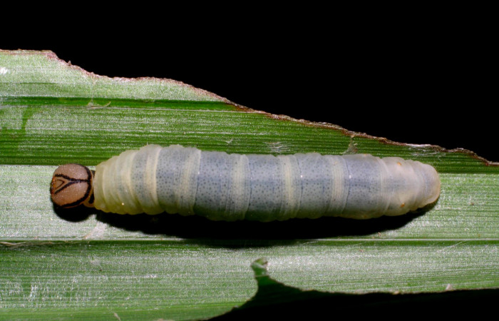 Fig.14. Larva de <i>Justinia norda</i>. 23mm de longitud. Voucher : 06-SRNP-20998-DHJ411753.jpg.