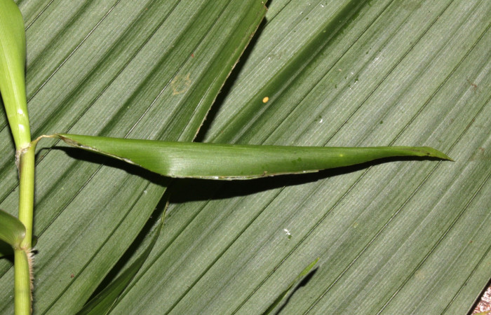 Fig.15. Capullo de pupa de <i>Justinia norda</i>. Voucher : 15-SRNP-31417-DHJ728347.jpg.