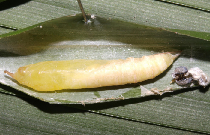 Fig.16. Pupa de <i>Justinia norda</i>. 22mm  de longitud vista dorsal último estadio. Voucher : 15-SRNP-31417-DHJ728349.jpg.