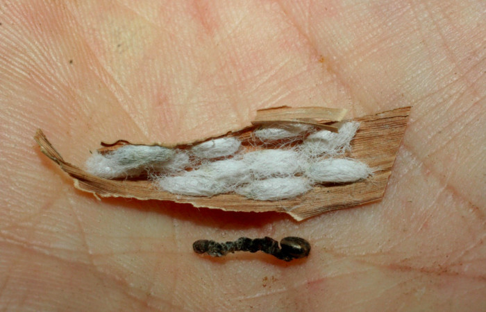 Fig.17. Capullos de parásito de la familia (Braconidae), en larva <i>Justinia norda</i>. Voucher : 08-SRNP-16552-DHJ462239.jpg.