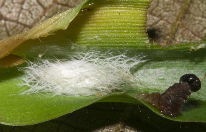 Fig.18.Capullo de parásito de la familia (Braconidae), en larva de <i>Justinia norda</i>. Voucher : 15-SRNP-32133-DHJ729027.jpg.