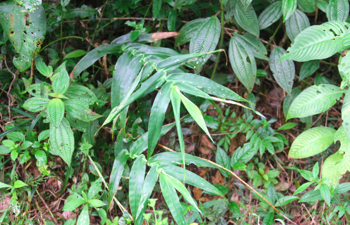 Fig.19. Plantas hospedera de <i>Justinia norda</i>, <i>Lasiacis procerrima</i> (Poaceae).
