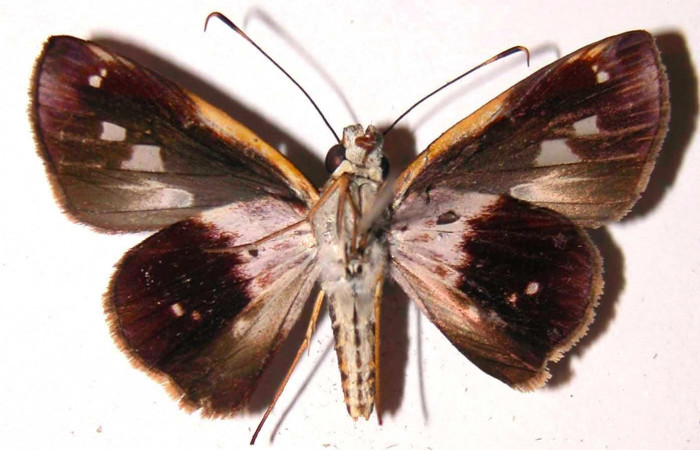 Fig.2. Adulto de <i>Justinia norda</i>. Vista ventral. Voucher : 03-SRNP-5581-DHJ36709.jpg.