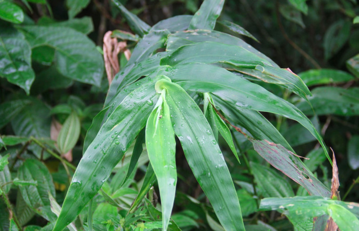Fig.20. Plantas hospedera de <i>Justinia norda</i>, <i>Lasiacis procerrima</i> (Poaceae).