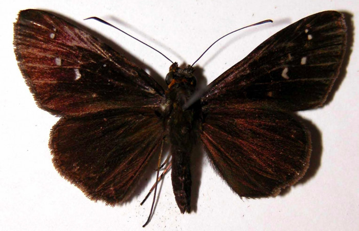 Fig.3. Adulto de <i>Justinia</i> Burns01. Vista dorsal. Voucher : 04-SRNP-30338-DHJ39752.jpg.