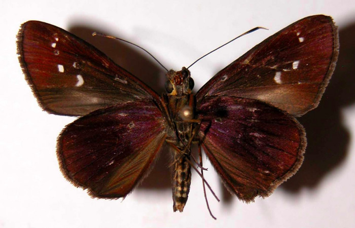 Fig.4. Adulto de <i>Justinia</i> Burns01. Vista ventral. Voucher : 04-SRNP-30338-DHJ39753.jpg.
