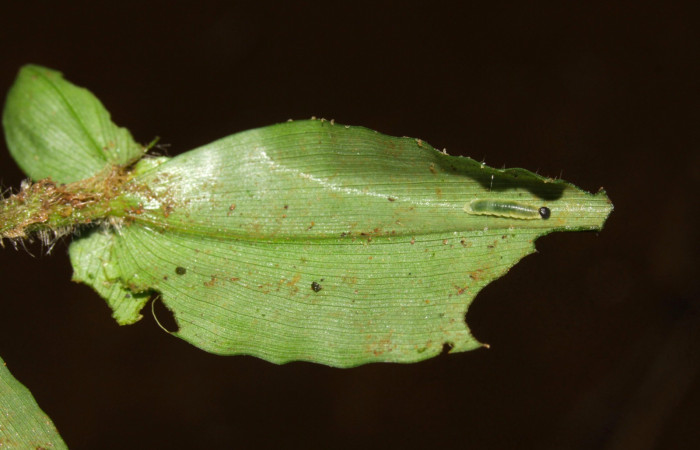 Fig.5. Larva de <i>Justinia norda</i>. 6 mm de longitud. Voucher : 16-SRNP-30354-DHJ729364.jpg.