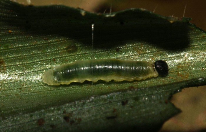 Fig.6. Larva de <i>Justinia norda</i>. 6 mm de longitud. Voucher : 16-SRNP-30354-DHJ729365.jpg.