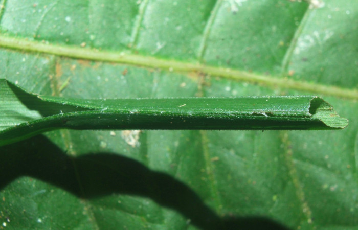 Fig.7. Casa de <i>Justinia norda</i>. 11mm  de longitud. Voucher : 16-SRNP-70603-DHJ732782.jpg.