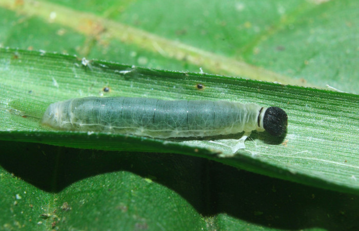 Fig.8. Larva de <i>Justinia norda</i>. 11mm  de longitud. Voucher : 16-SRNP-70603-DHJ732785.jpg