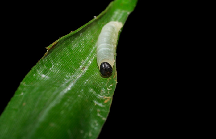 Fig.9. Larva de <i>Justinia norda</i>. 15mm  de longitud. Voucher : 05-SRNP-70531-DHJ420728.jpg.