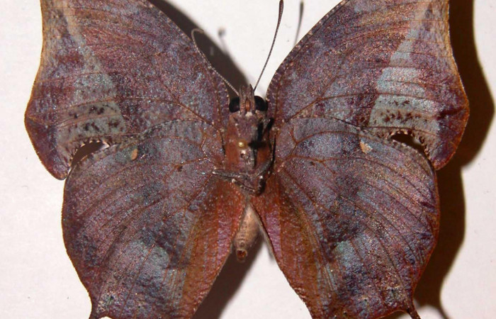 Figura 2. Adulto <i>Memphis forreri</i> (Nymphalidae). Vista ventral, envergadura alar de macho 52 mm. Voucher: 00-SRNP-2119-DHJ33789.jpg.